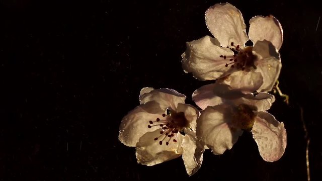 Water spraying of blossoming cherry twig, waving on dark background in sunset back-light. Excellent slow motion for vibrant natural intro in full HD. Amazing shooting with high-speed, 240fps, camera