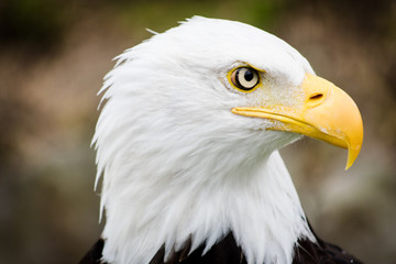 American Bald Eagle 