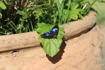 Lucky Blue Butterfly