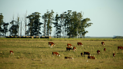 Fazenda de gado