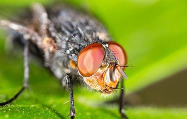 Portrait of a fly in nature.