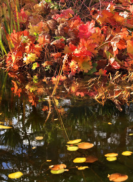 Leaves Water Reflections Fall Colors Van Dusen Gardens Vancouver Canada