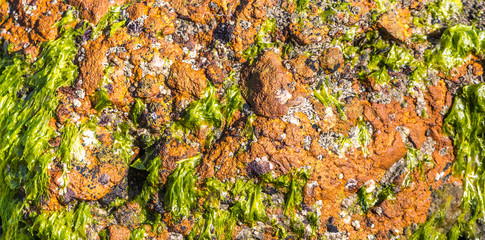 Textura de rocha marinha com algas verdes.