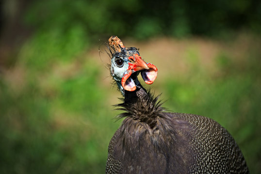 Turkey Funny Images – Browse 28,927 Stock Photos, Vectors, and Video | Adobe Stock Turkey Funny Images – Browse 28,927 Stock Photos, Vectors, and Video | Adobe Stock