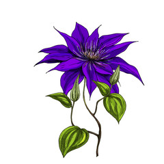 Hand drawn wild field flower isolated on white background. Botanical vector illustration.