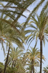 Fototapeta na wymiar Row of palm trees