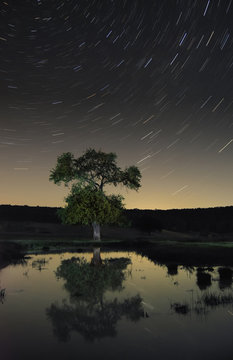 tree and night sky with stars reflection in water, night landscape