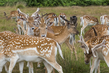 Cervi in liberttà al Richmond Park di Londra