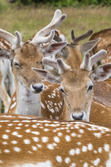 Cervi in liberttà al Richmond Park di Londra