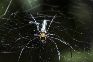 close up Spider are hunting victims on cobweb