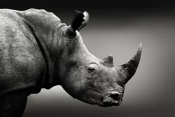 Photo sur Plexiglas Best-sellers Animaux Portrait monochrome de rhinocéros très alerté. Beaux-arts, Afrique du Sud. Ceratotherium simum