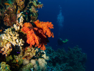 Diver and corals