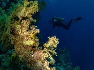 Diver and corals