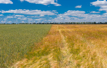 Summer landscape with different sort of wheat fields next to each other, central Ukraine