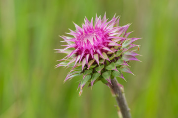 Lonely thistle (Cirsium) at start of flowering time against green background