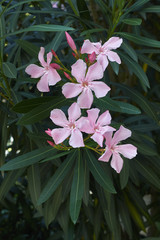 Nerium oleander
