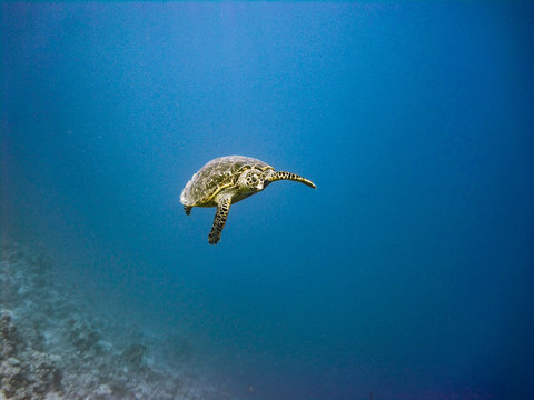 Seaturtle Red Sea