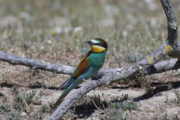 European bee-eater (Merops apiaster)
