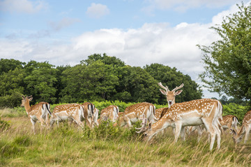 Cervi in liberttà al Richmond Park di Londra