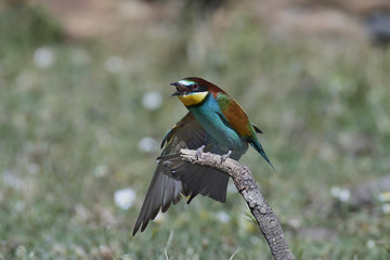 European bee-eater (Merops apiaster)