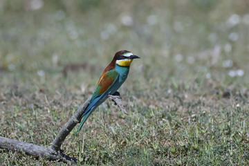 European bee-eater (Merops apiaster)