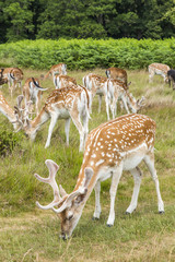 Cervi in libertà a richmond park Londra