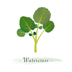 Colorful watercolor texture vector healthy vegetable watercress