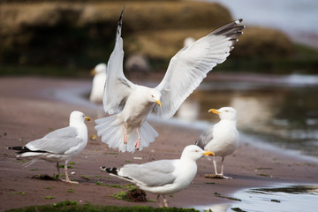Fototapeta na wymiar Herring Gull, Sea Gull, Gulls