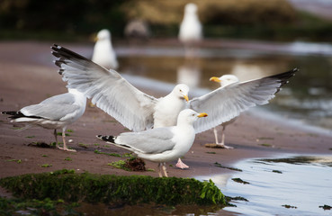 Herring Gull, Sea  Gull, Gulls