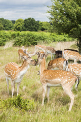 Cervi in libertà a richmond park Londra