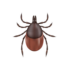 Deer Tick Isolated on White Illustration
