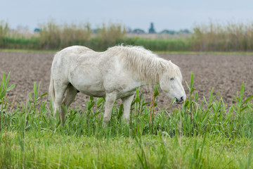     White horse eating grass in a field 