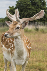 Cervi in libertà a richmond park Londra