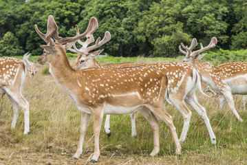 Cervi in libertà a richmond park Londra
