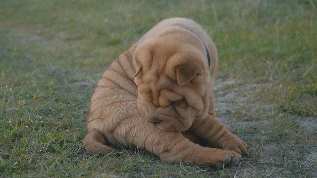 shar pei breed dog sits