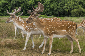 Cervi in libertà a richmond park Londra