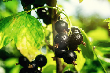 bush of black currant growing in a garden.Background of black currant. Ripe black currants close-up as background. Harvest the ripe berries of black currants.Summer Harvest