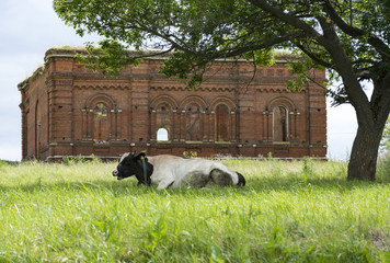 cow with the spotted skin lying on the grass under a tree, behind a ruined Church of red brick,...