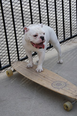 Longboarding Bulldog