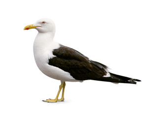 Naklejka premium Side view of sea gull