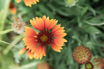 Colorful variegated orange gaillardia flower