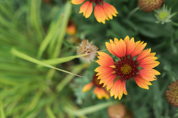 Brightly colored orange and yellow gaillardia