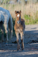 Fototapeta premium Foal, horse in the reeds in the swamps 