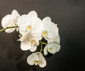 Fototapeta na wymiar Italy,8 July 2017,white orchid on a black background