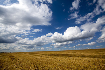 Field after harvest wheat