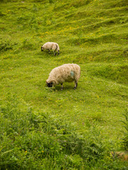 Fototapeta premium Sheep and lamb grazing on the green, lush grass in a steep hill. Isle of Skye, Scotland, UK