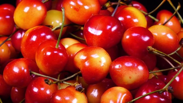Excellent side view close up of red and yellow fresh sweet cherries with stems, rotating to the right. Yummy berries with amazing texture in clip. Vibrant eco product for healthy food.
