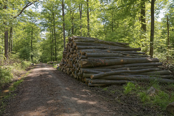 Heap of cut wood at the forest road