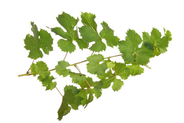 Branch of vine leaves isolated on white background