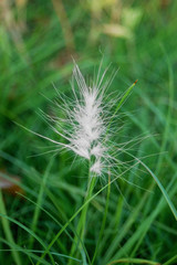 Detail grass